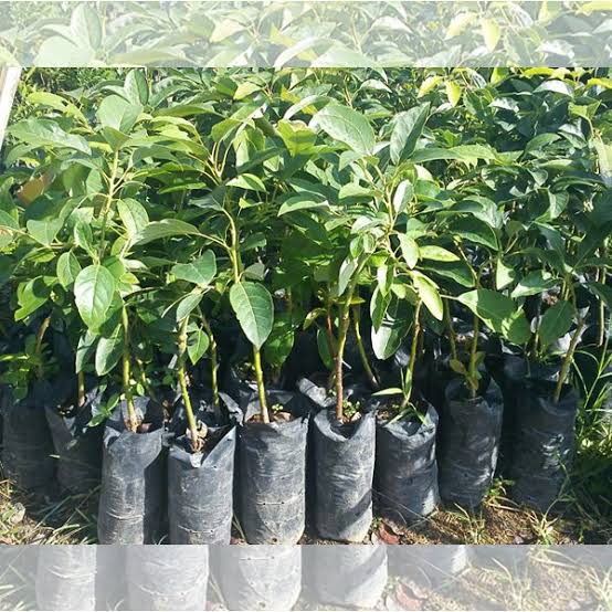 Butter Fruit Plants (2kg Bag) — Avocado sapling available at Agro Nursery Garden